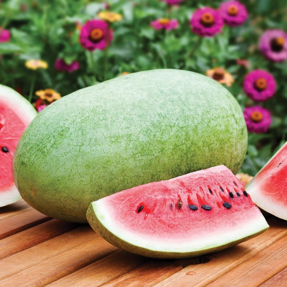 Hangout Tranlucent Watermelon - Gray