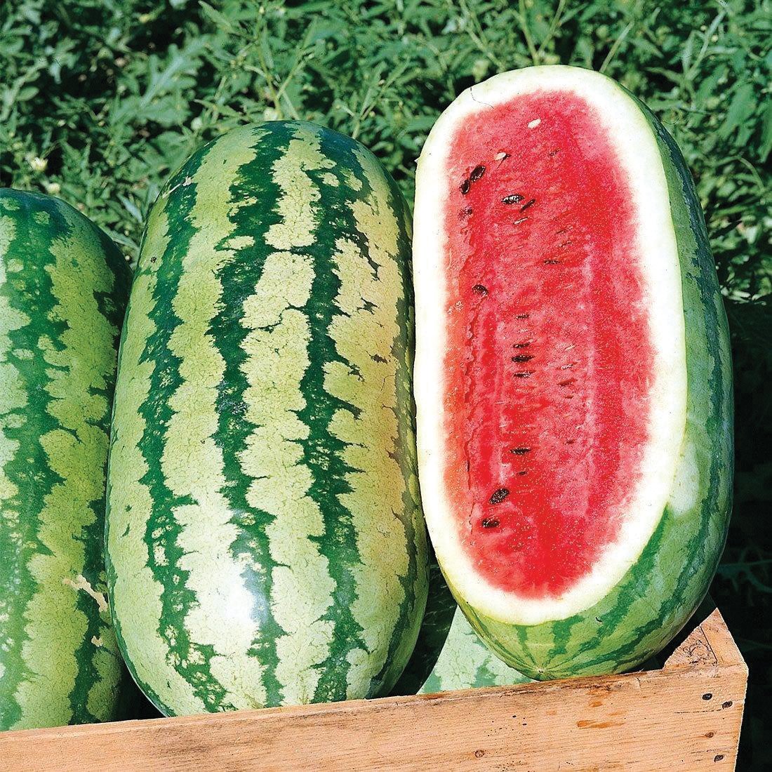 planting jubilee watermelon seeds Jubilee Watermelon