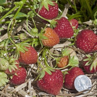 Mara Des Bois Strawberry (Everbearing)