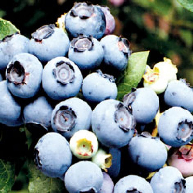 Northland Blueberry (1 Plant)