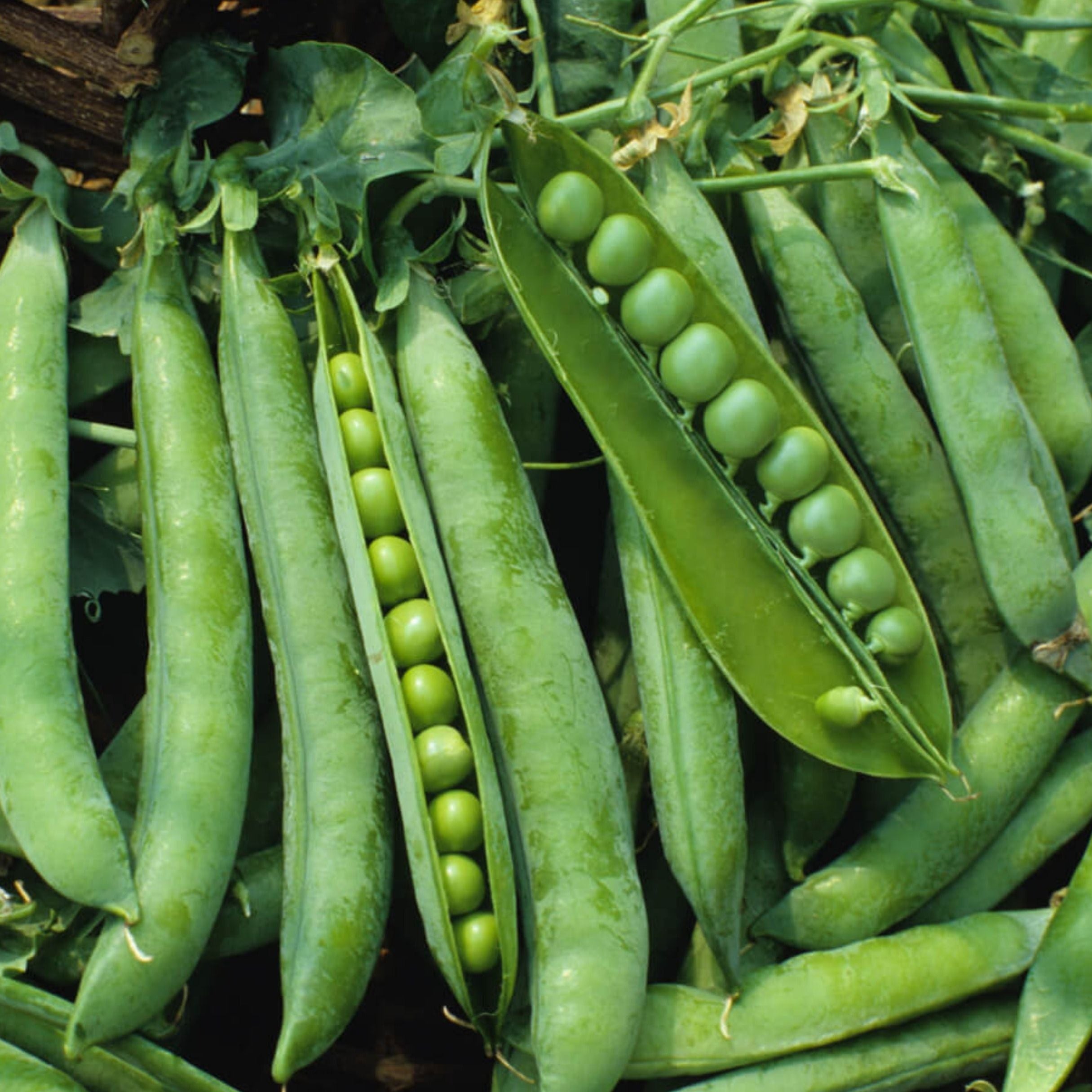 Green Arrow Pea – MIgardener