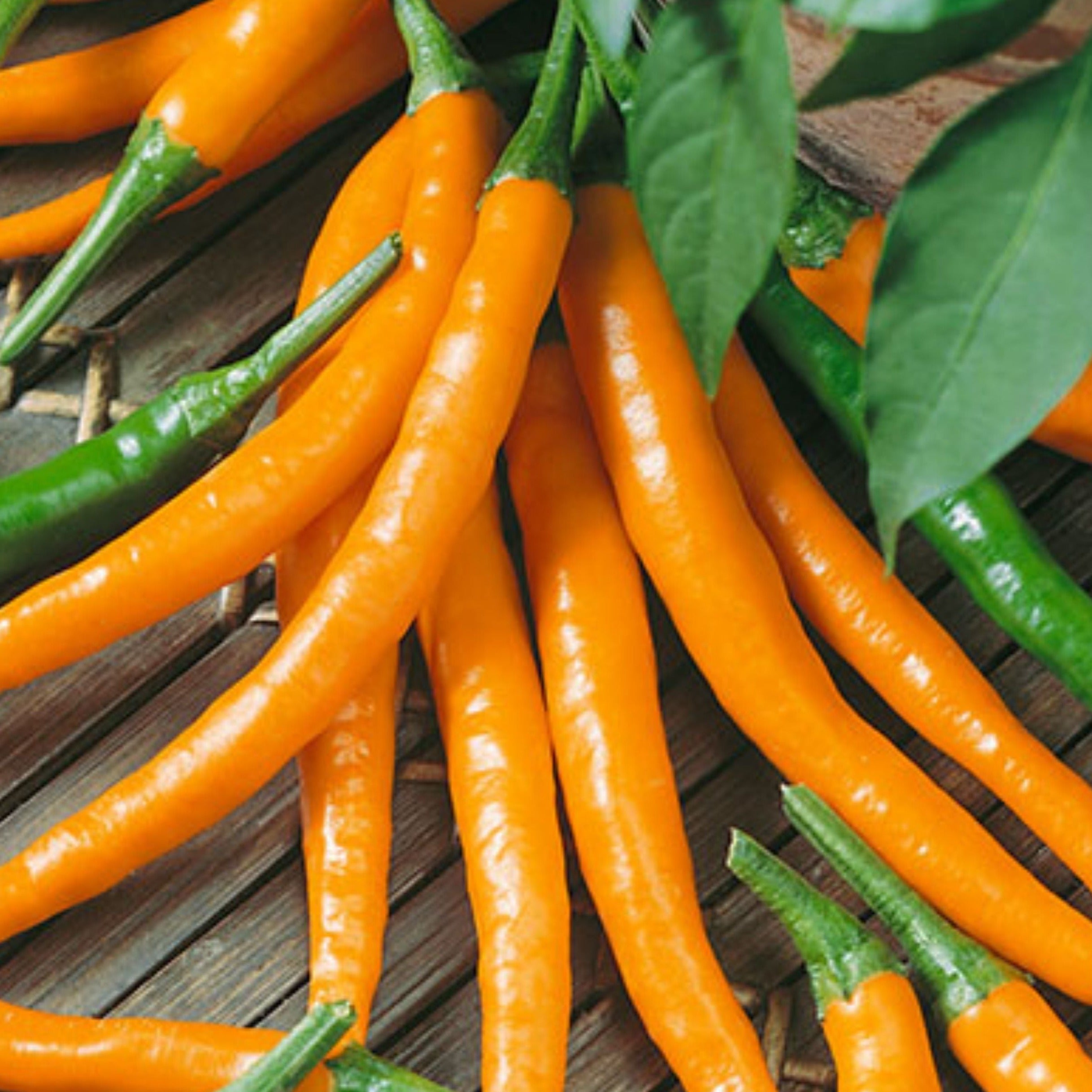 Orange Cayenne Pepper MIgardener