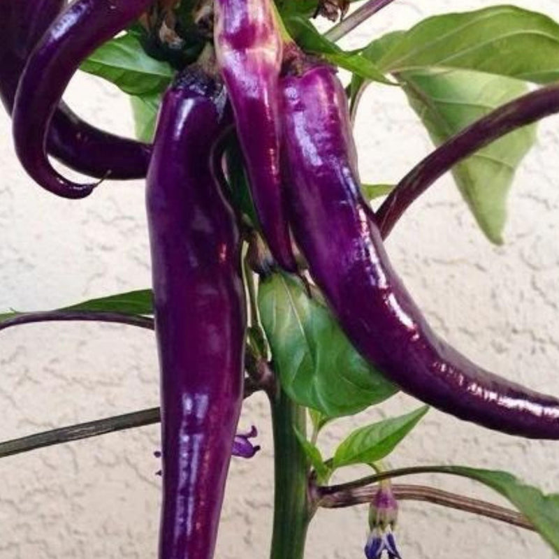 Cayenne Purple Pepper