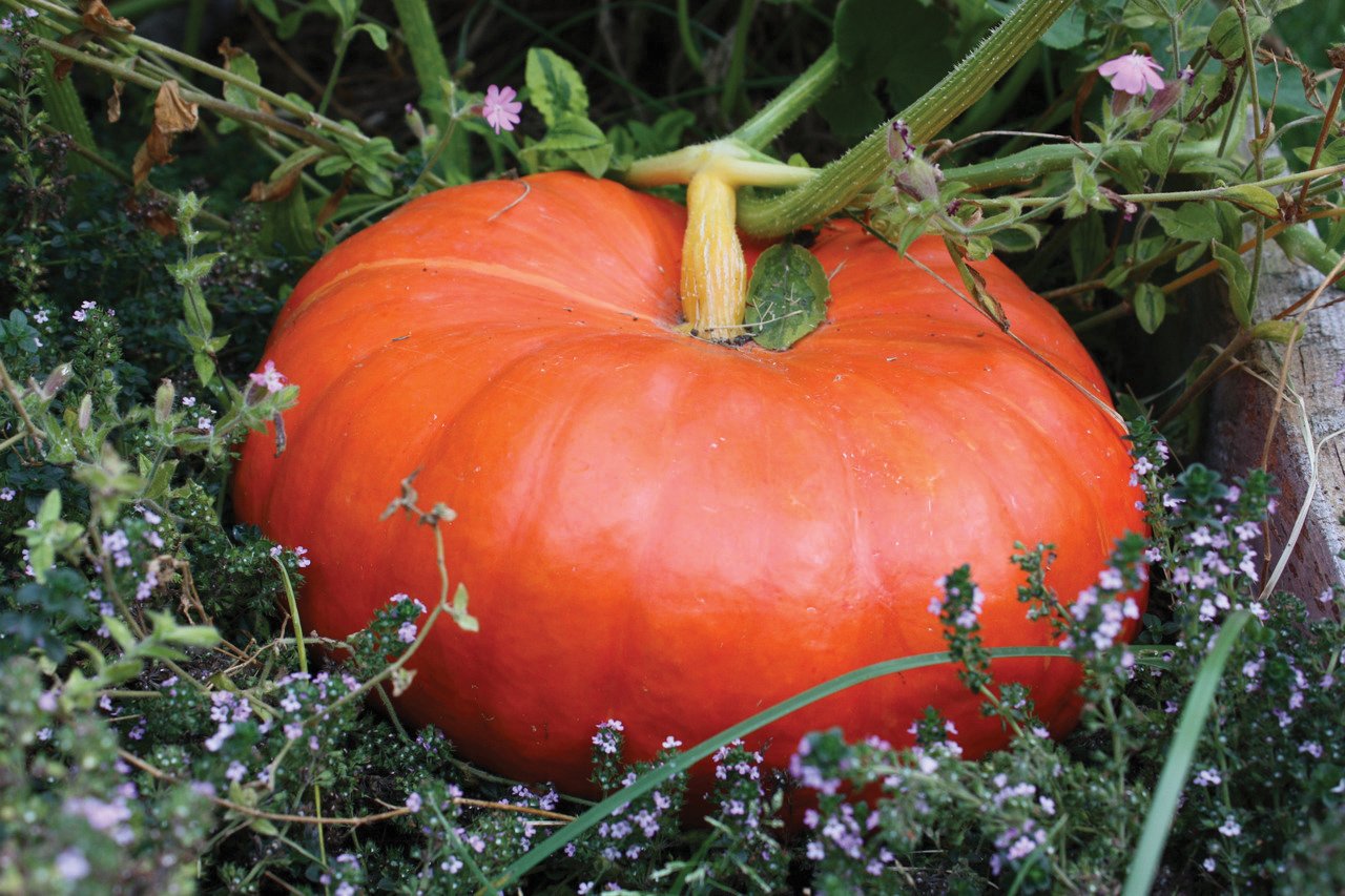 Rouge vif D'Etampes / Cinderella Pumpkin – MIgardener