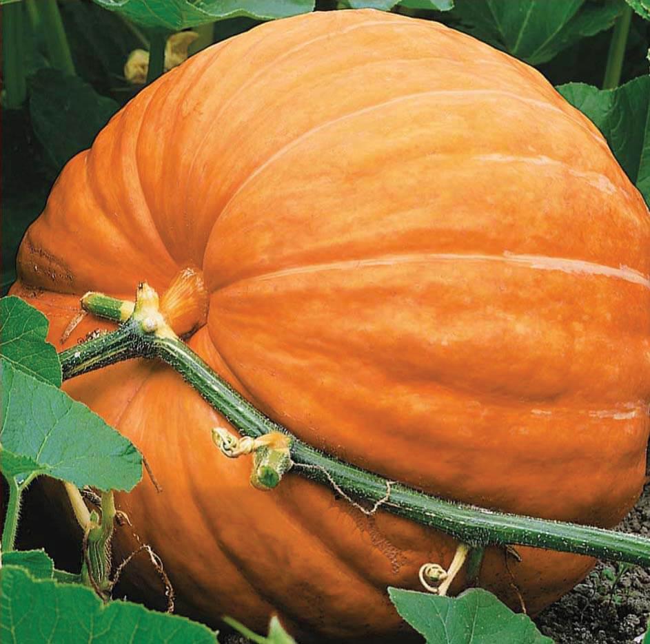 planting big max pumpkin seeds Big Max Pumpkin