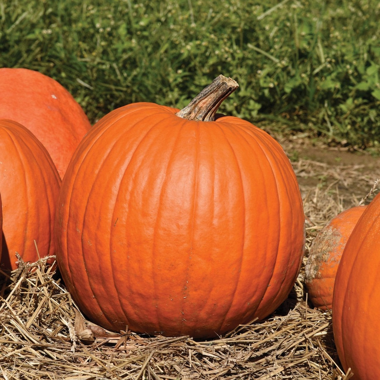 Howden Pumpkin – MIgardener
