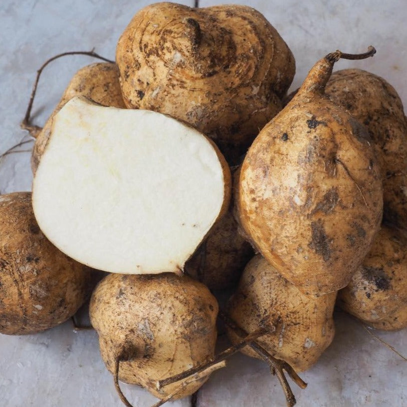 jicama seeds for planting Jicama – MIgardener