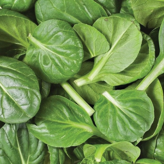 American Spinach