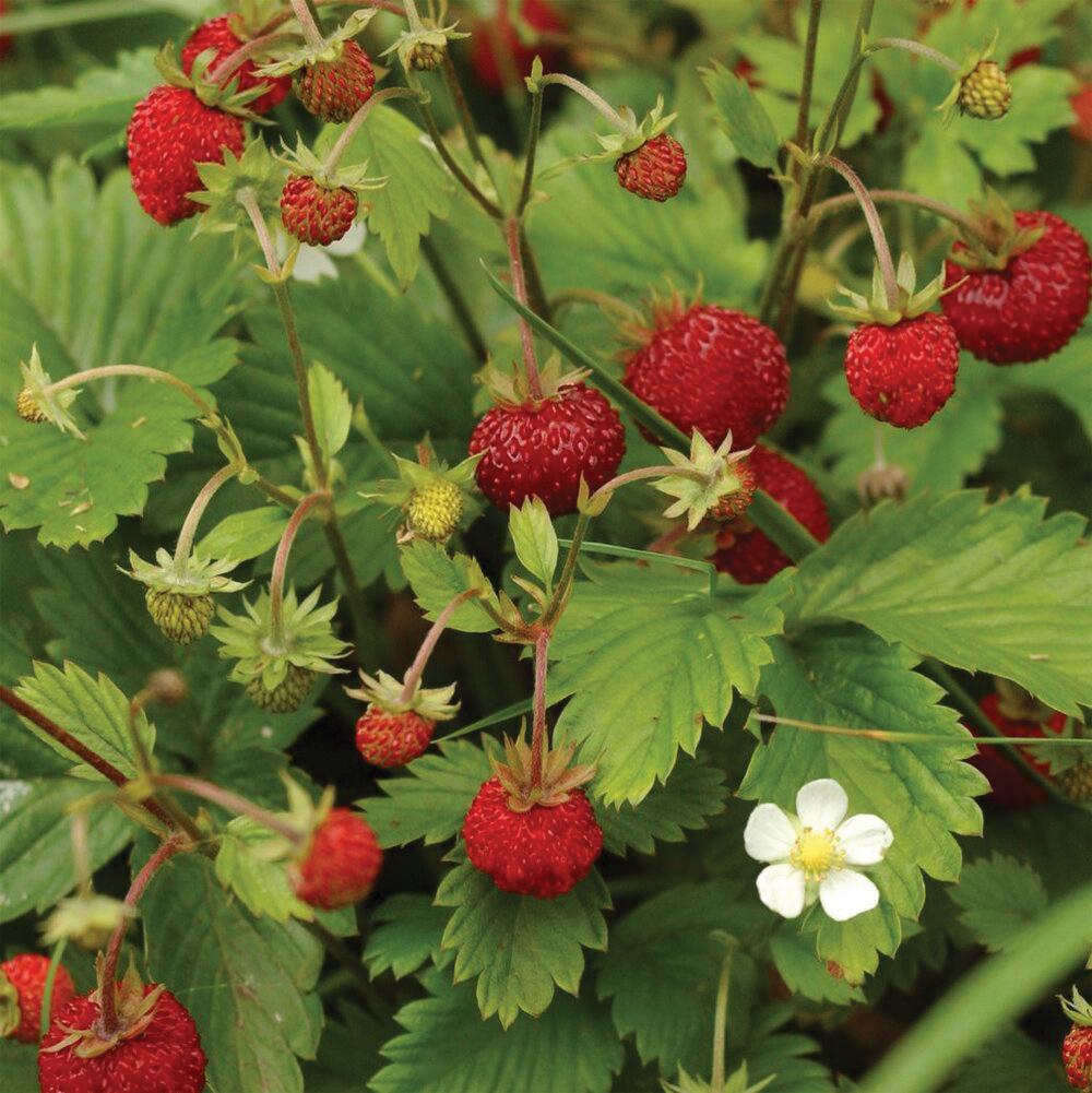 day neutral strawberries seeds Alexandria Strawberry (Everbearing) seeds
