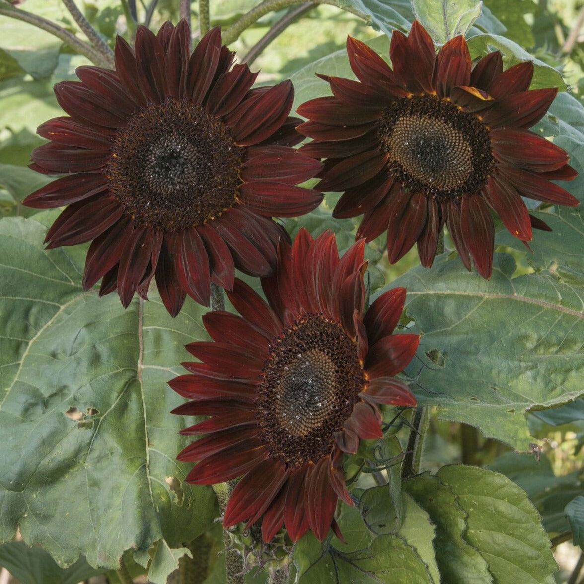 Chocolate Cherry Sunflower – MIgardener