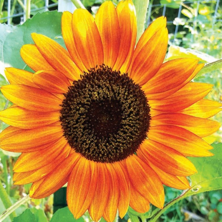 planting autumn beauty sunflower seeds Autumn Beauty Sunflower