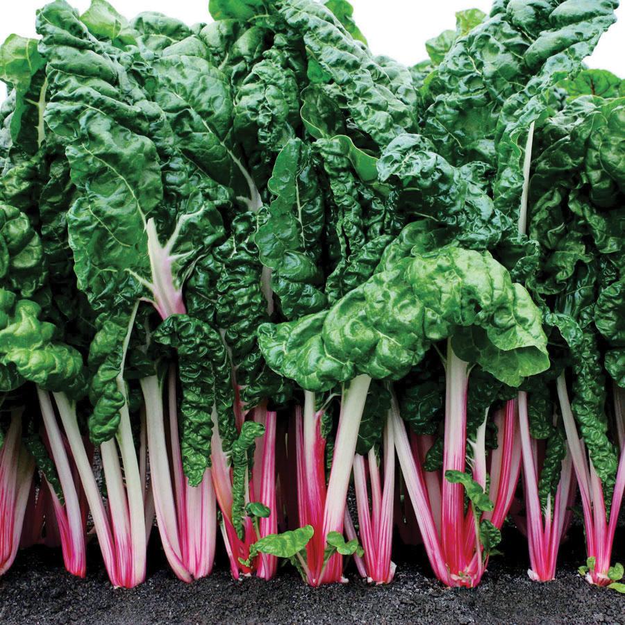 Pink Swiss Chard Migardener 