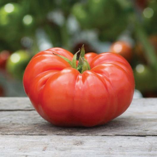 Beefsteak Tomato – Millennium Pacific Greenhouse