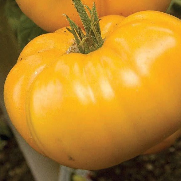 Brandywine Yellow Tomato
