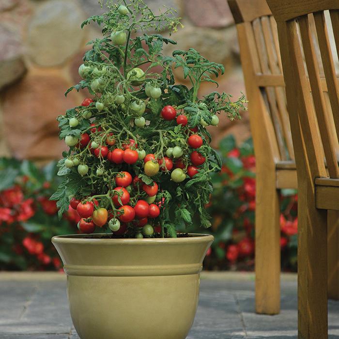 buy potted tomato plants Geranium Kiss Tomato – MIgardener