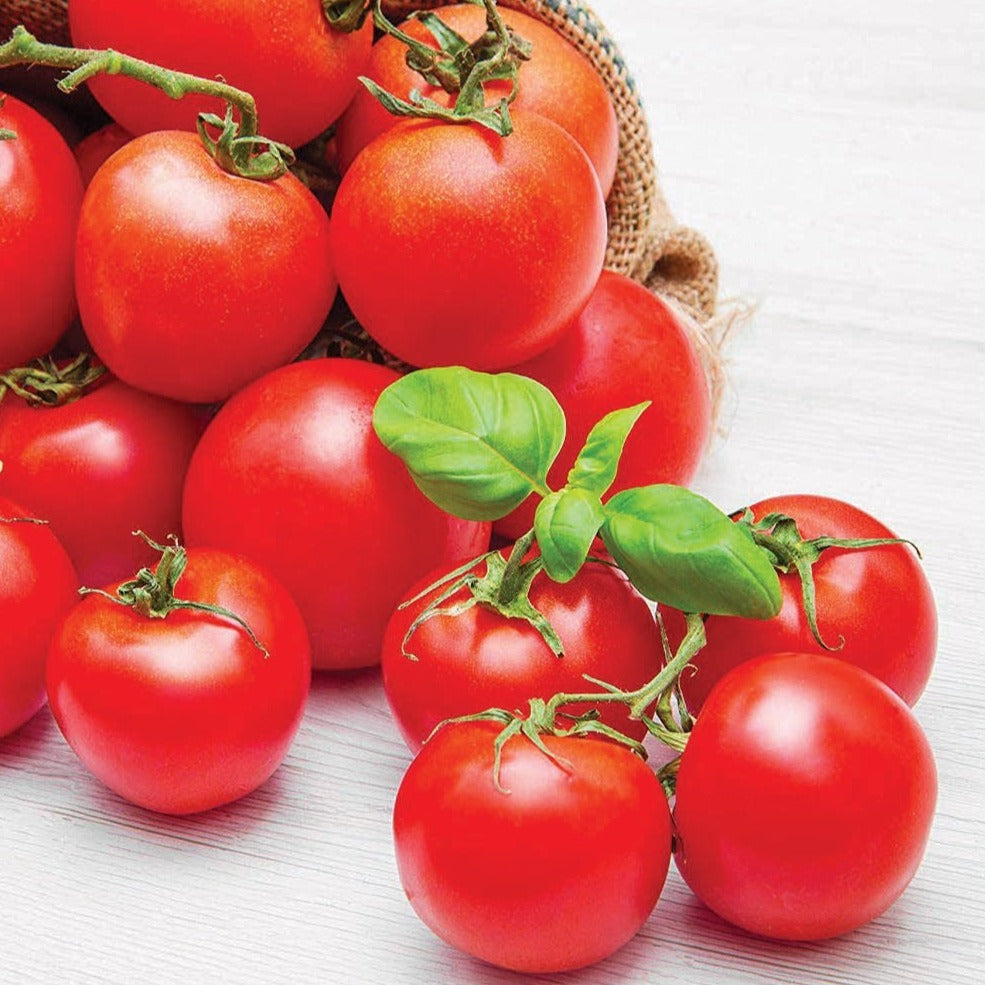 チーク tomomo Chadwick Cherry Tomato – MIgardener