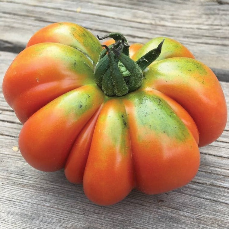 Costoluto Genovese Tomato – MIgardener