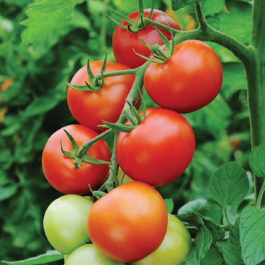money maker tomato yield per plant Moneymaker Tomato