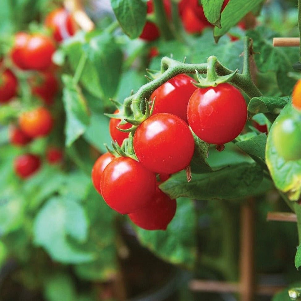 planting tiny tim tomato seeds Tiny Tim Tomato – MIgardener