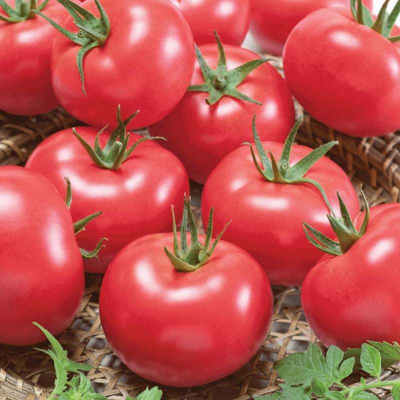 Porter Tomato