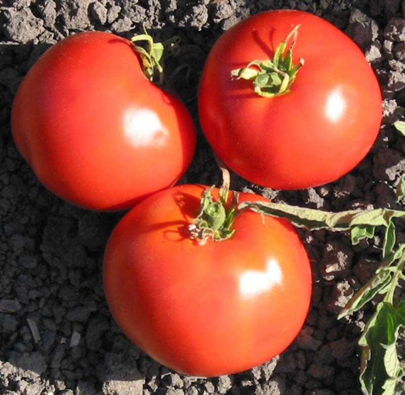 Trip-L-Crop Tomato