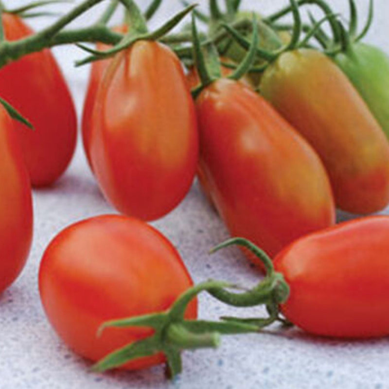 Baby Roma Tomato
