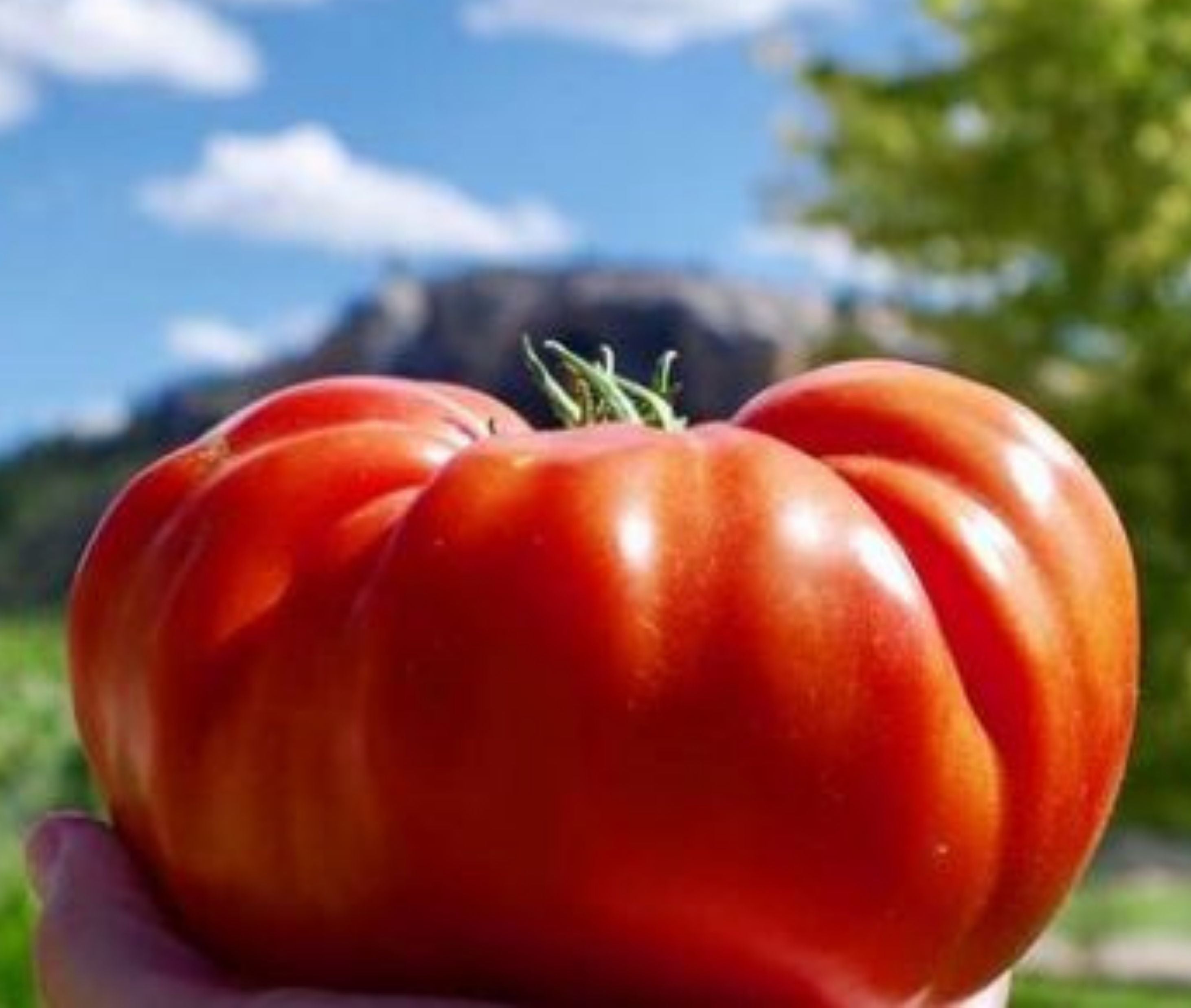 Cuostralee Tomato – MIgardener