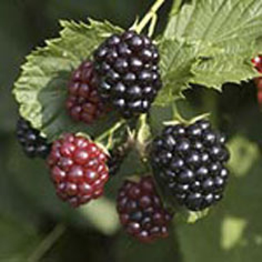 Triple Crown Blackberry Plug – MIgardener