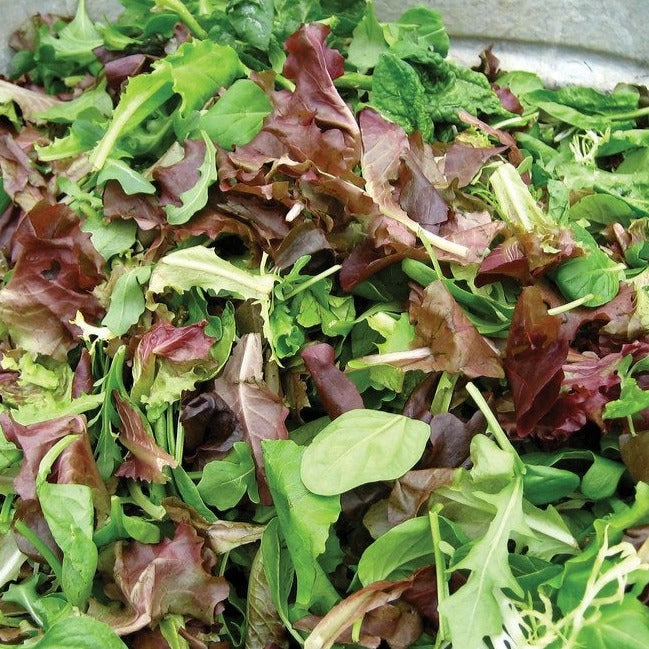 garden salad seeds Salad Bowl Mix