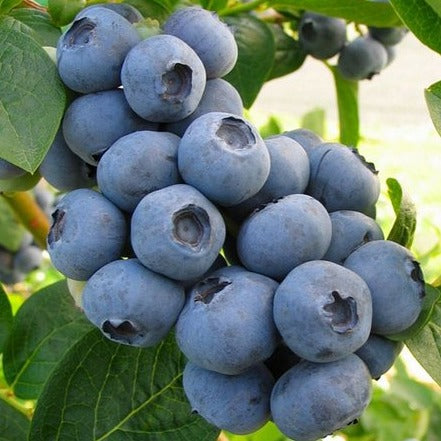 Chandler Blueberry Plant