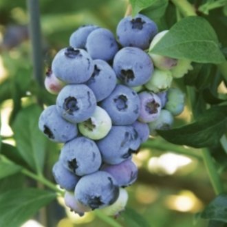 Blueray Blueberry (1 Plant) – MIgardener