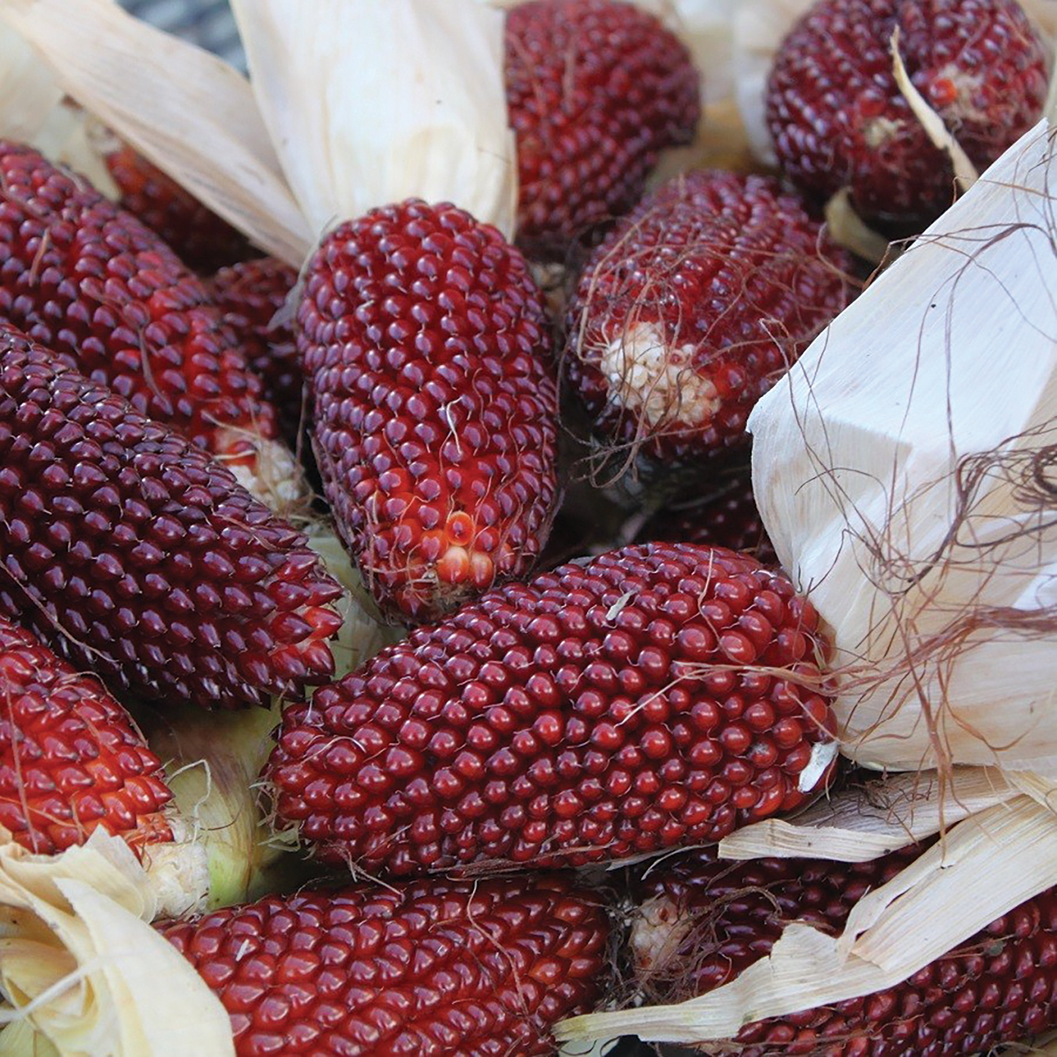 strawberry seed pop Red Strawberry Popcorn – MIgardener