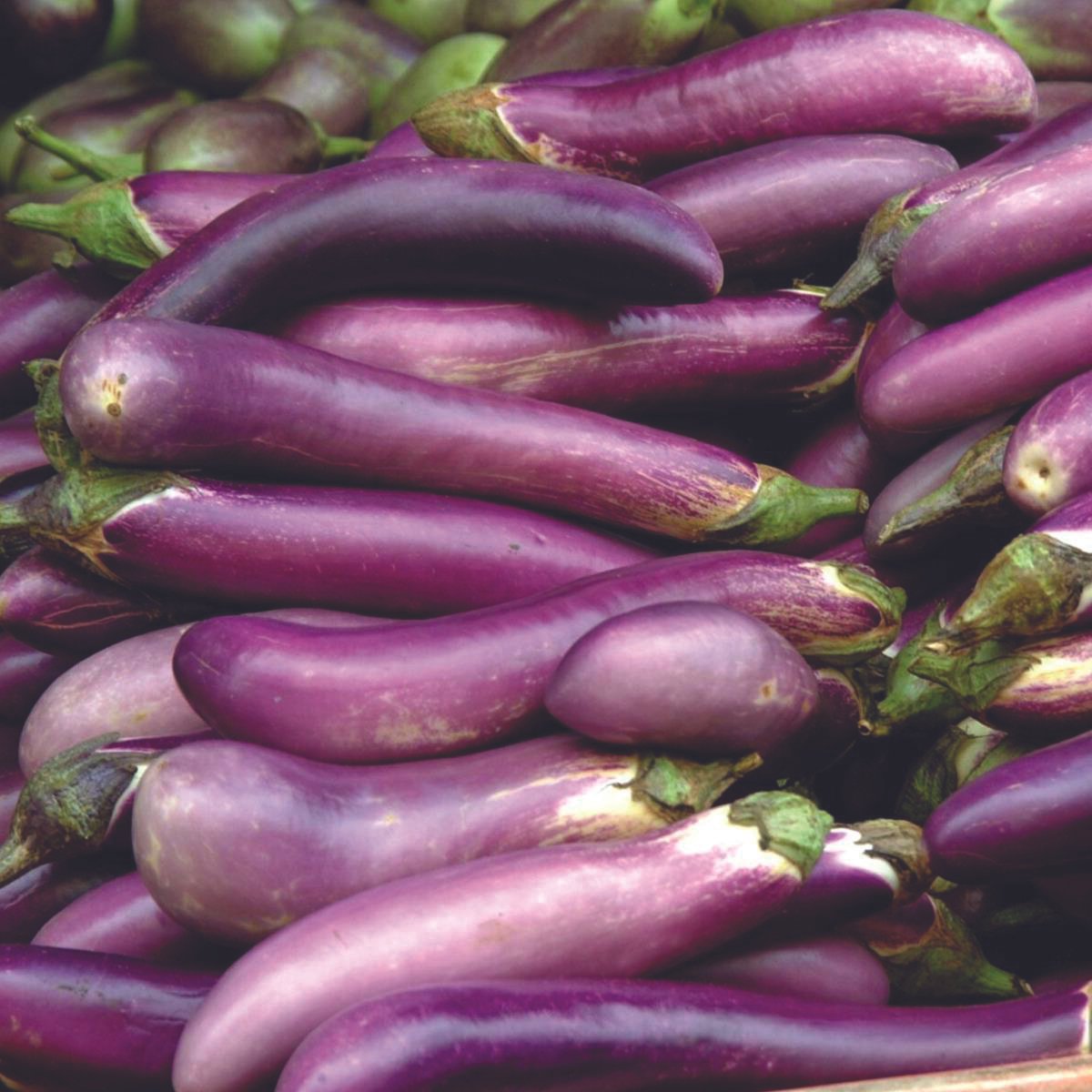 Ping-Tung Long Eggplant – MIgardener