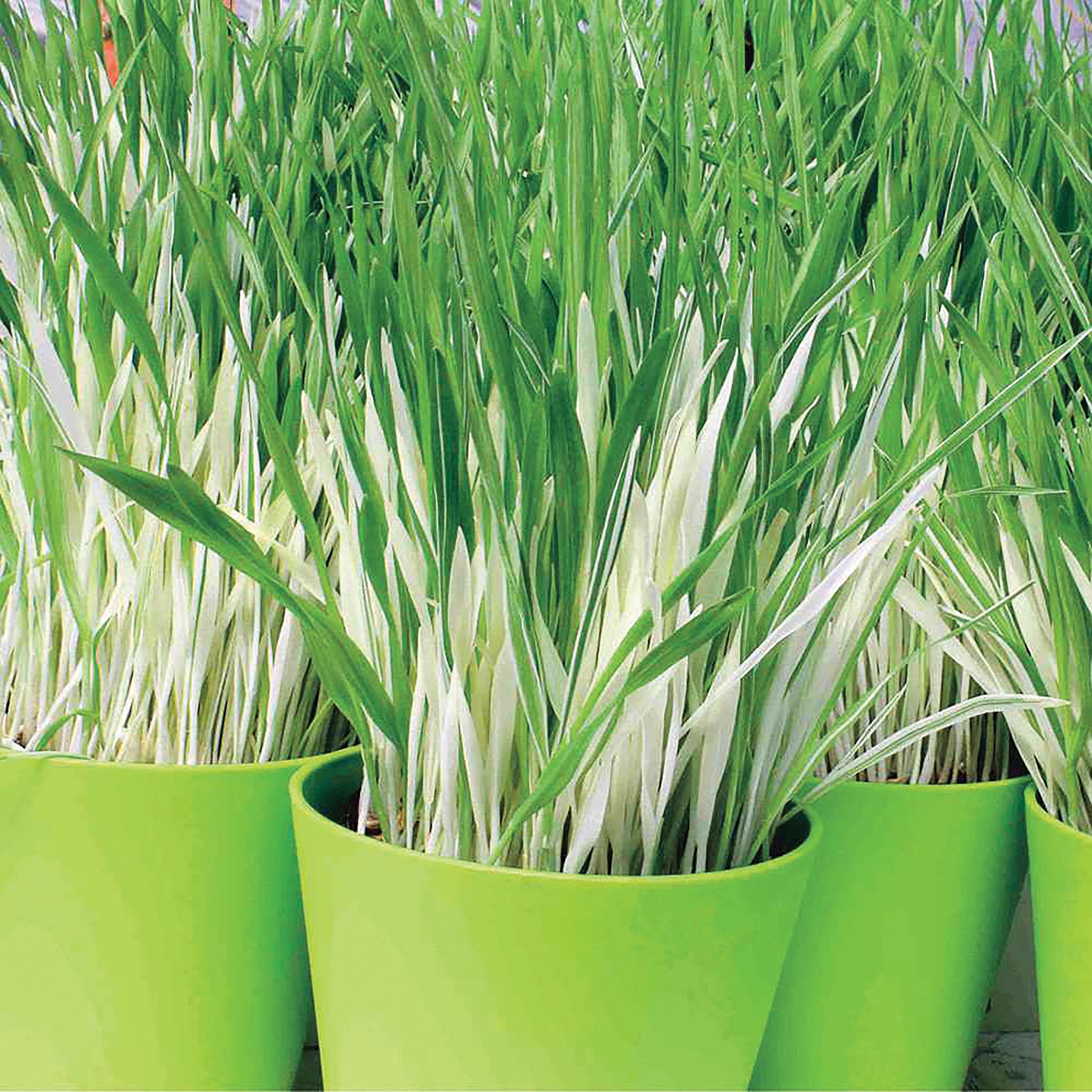 Cat grass deals