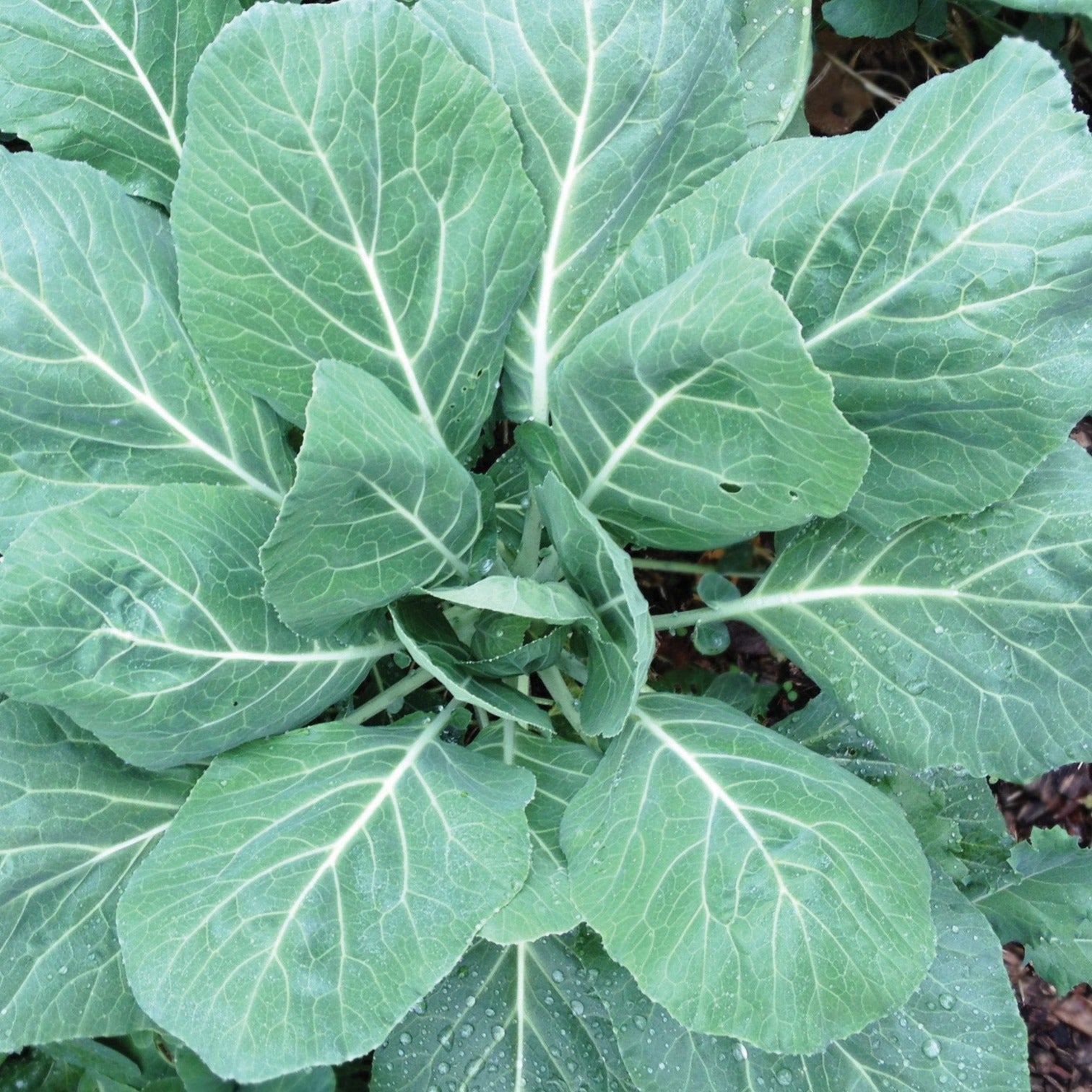Champion Collards  MIgardener
