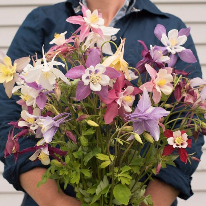 Giant Mckenna Mix Columbine – MIgardener