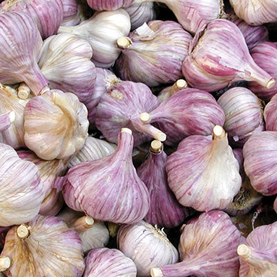 Persian Star (Hardneck) Garlic