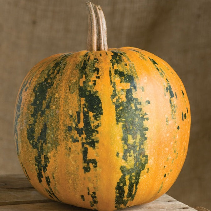 Kakai Pumpkin – MIgardener