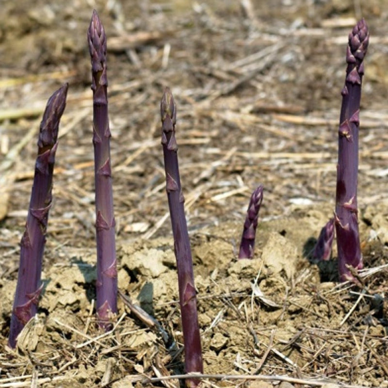 Purple Passion Asparagus Dormant Crown