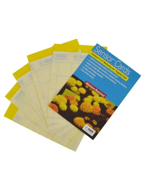 Sticky Yellow Cards (5ct.)