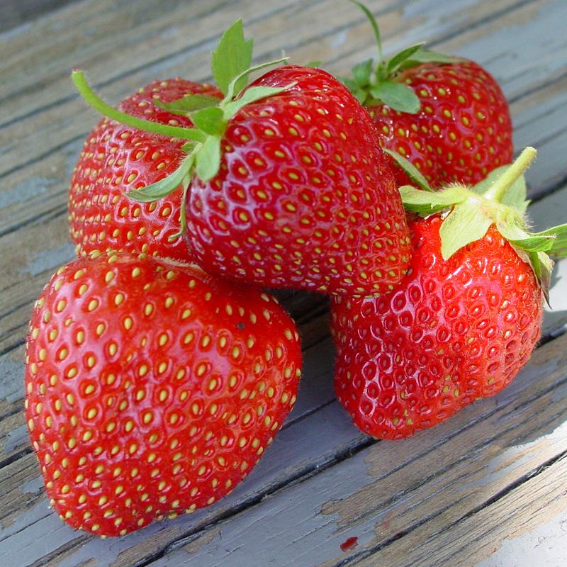 chandler strawberry seeds for sale Jewel Strawberry (Junebearing)