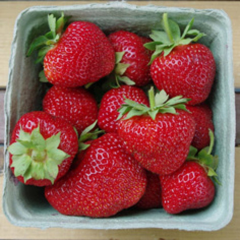 AC Wendy Strawberry (Junebearing)