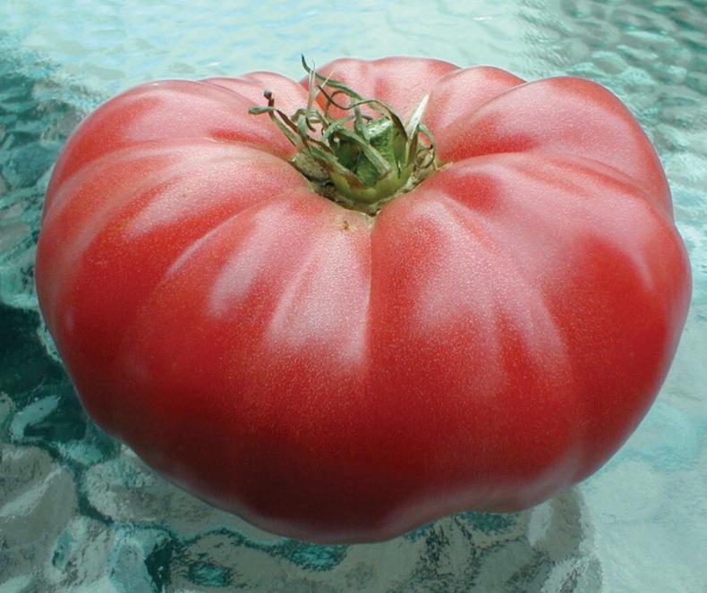 Watermelon Beefsteak Tomato
