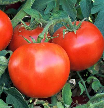 Wisconsin 55 Tomato – MIgardener