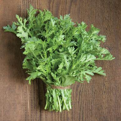 Shungiku Edible Chrysanthemum MIgardener