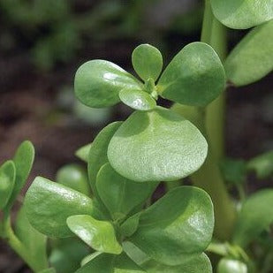Green Purslane  MIgardener