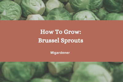 How to Grow: Organic Brussels Sprouts