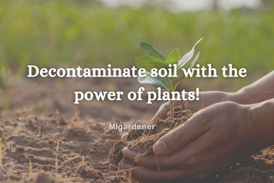 Decontaminate Soil With the Power of PLANTS!