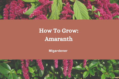 How to grow Amaranth - Complete Growing Guide