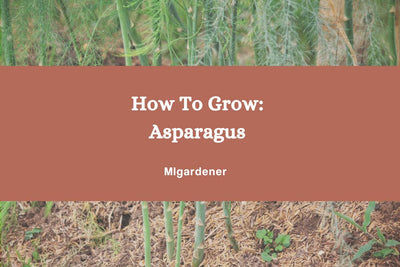 How to Grow: Organic Perennial Asparagus